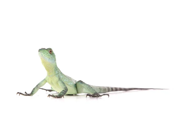 Green lizard posing — Stock Photo, Image