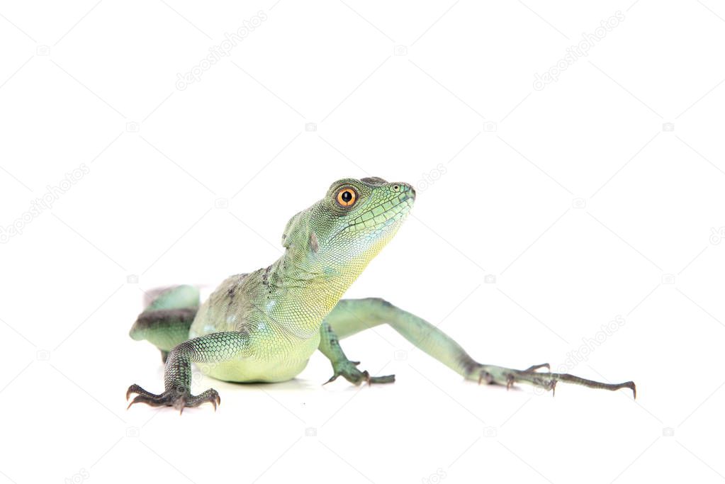 green lizard posing