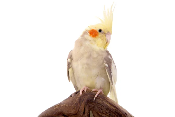 Stenbrott fågel — Stockfoto