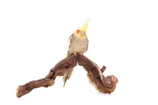 Ptak karmazynowy — Zdjęcie stockowe