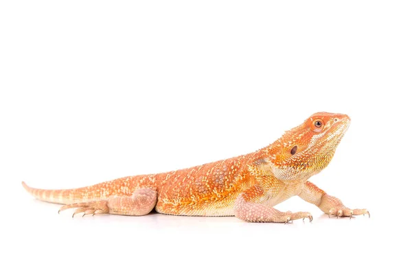 Reptile — Stock Photo, Image