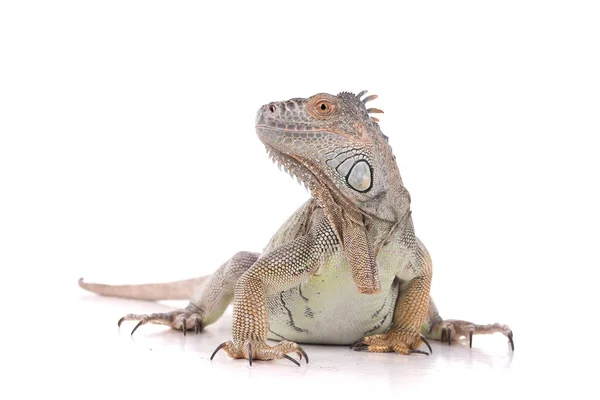 Reptil — Stockfoto