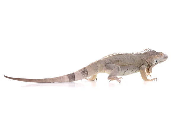 Reptile — Stock Photo, Image