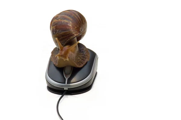 Gartenschnecke Neben Computermaus Langsames Internet Langsamer Prozessor Isoliert Auf Weiß — Stockfoto