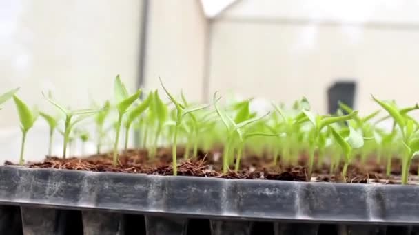 Paneo Sobre Plántulas Germinadas Pimentón Plántulas Bandejas Germinación — Vídeo de stock