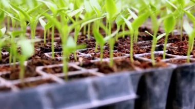 ... filizlenmiş kırmızı biber fidelerini, filizlenme tepsilerindeki fideleri inceledim..