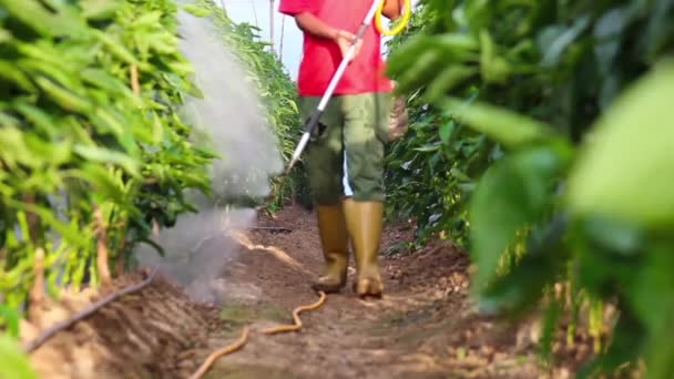 Fumigation Plantation Peppers Plants Greenhouse — Stock Video