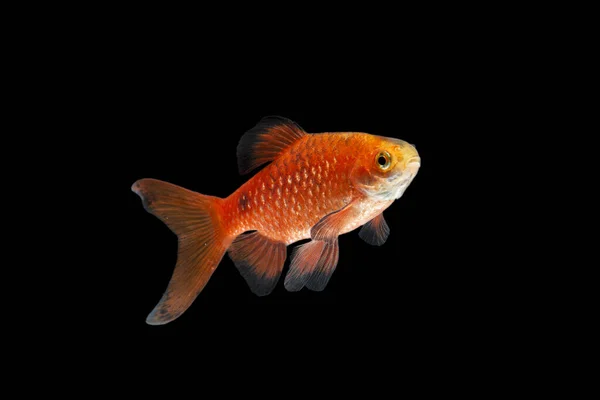 Gül rengi Barb Pethia conchonius balığı siyah arka planda izole edilmiş.