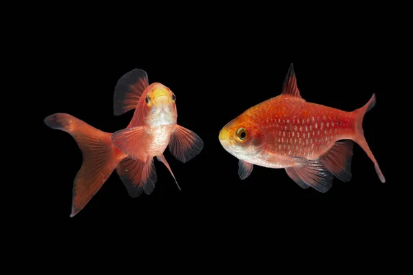 Rosy Barb Pethia Conchonius Peixes Isolados Sobre Fundo Preto — Fotografia de Stock