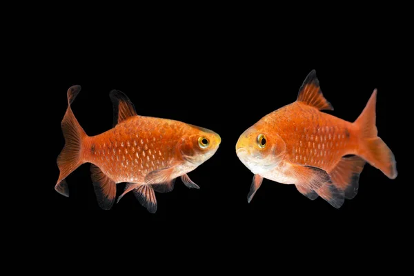 Риба Rosy Barb Pethia Conchonius Ізольована Чорному Тлі — стокове фото