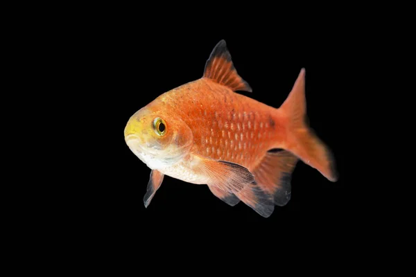 Gül rengi Barb Pethia conchonius balığı siyah arka planda izole edilmiş.