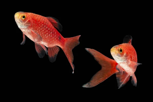 Rosy Barb Pethia Conchonius Peixes Isolados Sobre Fundo Preto — Fotografia de Stock