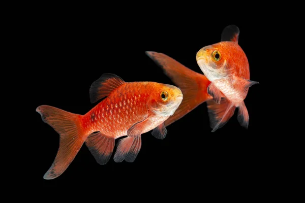 Rosy Barb Pethia Conchonius Fish Isolated Black Background — Stock Photo, Image
