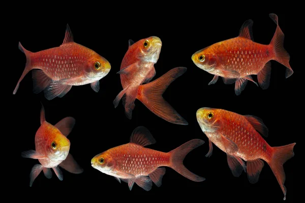 Rosy Barb Pethia Conchonius Fish Isolated Black Background — Stock Photo, Image