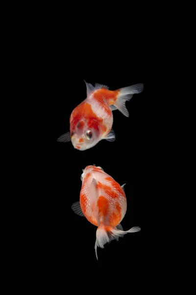 Fancy Pearlscale Goldfish Isolated Black Background — Stock Photo, Image