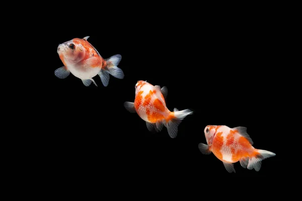 Fantasia Pearlscale Goldfish Isolado Fundo Preto — Fotografia de Stock