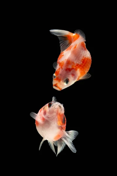 Fantasia Pearlscale Goldfish Isolado Fundo Preto — Fotografia de Stock