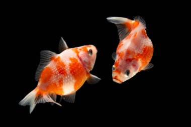 Süslü incili Japon Balığı Kara Arkaplanda İzole Edildi.