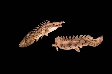 Polypterus endlicheri-Bichir, Polypteriformes familyasından bir balık türü.