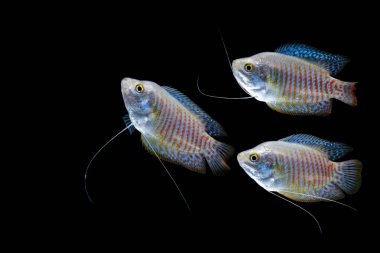 Siyah zemin üzerinde cüce gourami (Colisa lalia) izole