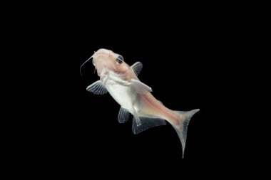 Siyah zemin üzerinde Albino Catfish (Pangasius hypophthalmus).