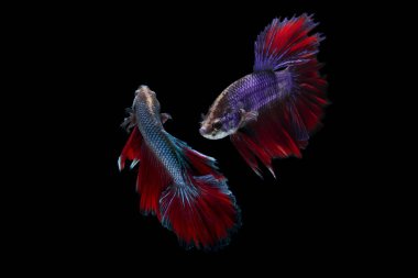 Çok renkli Siyam dövüşçü balığı (Rosetail), dövüşçü balık, Betta ihtişamı, siyah arka planda