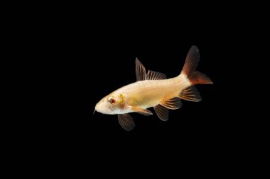 Albino Red-fin Shark, Albino Rainbow Sharkminnow, Epalzeorhynchos franatum (Labeo franatus) on black.