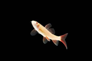 Albino Red-fin Shark, Albino Rainbow Sharkminnow, Epalzeorhynchos franatum (Labeo franatus) on black.