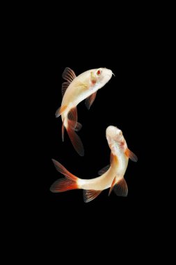 Albino Red-fin Shark, Albino Rainbow Sharkminnow, Epalzeorhynchos franatum (Labeo franatus) on black.