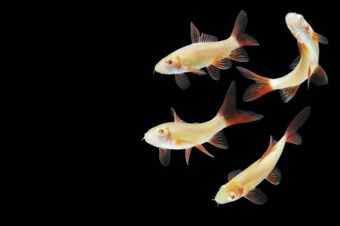 Albino Red-fin Shark, Albino Rainbow Sharkminnow, Epalzeorhynchos franatum (Labeo franatus) on black.