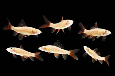 Albino Red-fin Shark, Albino Rainbow Sharkminnow, Epalzeorhynchos franatum (Labeo franatus) on black.