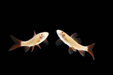 Albino Red-fin Shark, Albino Rainbow Sharkminnow, Epalzeorhynchos franatum (Labeo franatus) on black.