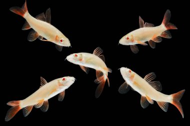 Albino Red-fin Shark, Albino Rainbow Sharkminnow, Epalzeorhynchos franatum (Labeo franatus) on black.