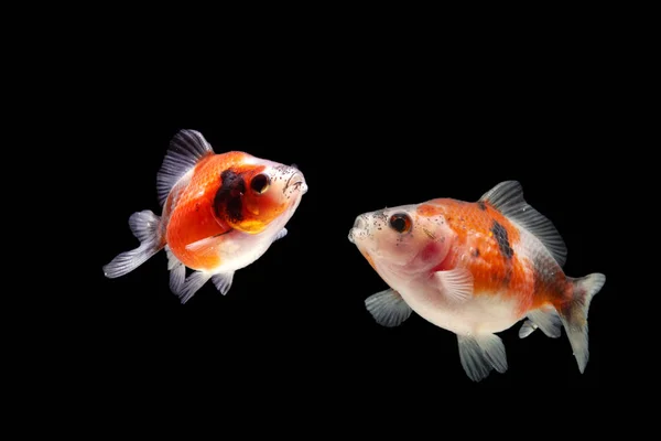 Fantasia Pearlscale Goldfish Isolado Fundo Preto — Fotografia de Stock