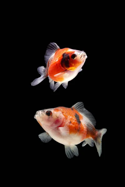 Fantasia Pearlscale Goldfish Isolado Fundo Preto — Fotografia de Stock