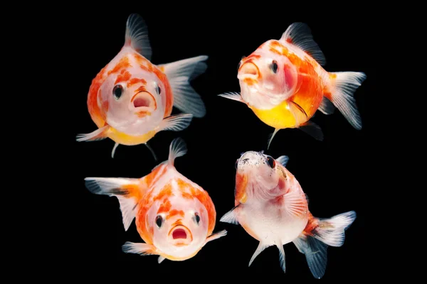 Fancy Pearlscale Goldfish Isolated Black Background — Stock Photo, Image