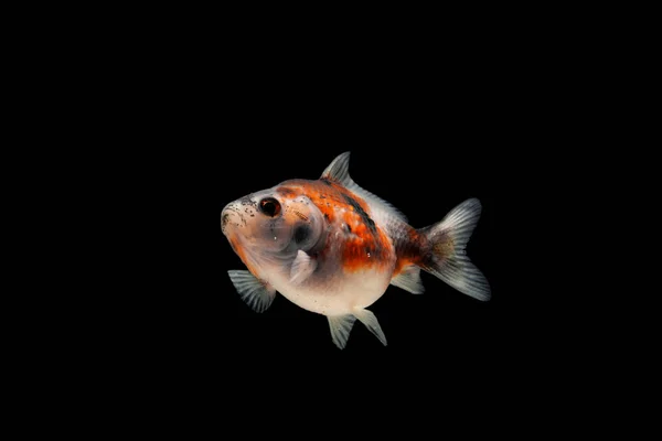 Fantasía Pearlscale Goldfish Aislado Sobre Fondo Negro — Foto de Stock