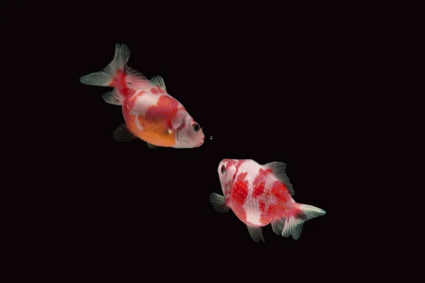 Fantasia Pearlscale Goldfish Isolado Fundo Preto — Fotografia de Stock