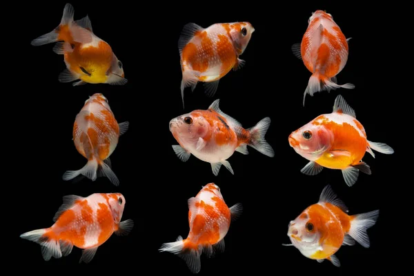 Fantasia Pearlscale Goldfish Isolado Fundo Preto — Fotografia de Stock