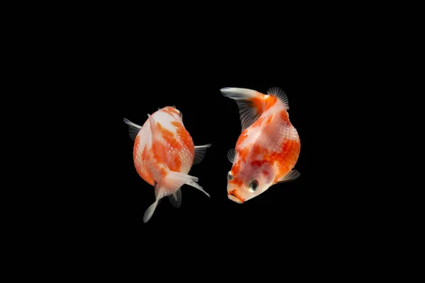 Fantasia Pearlscale Goldfish Isolado Fundo Preto — Fotografia de Stock