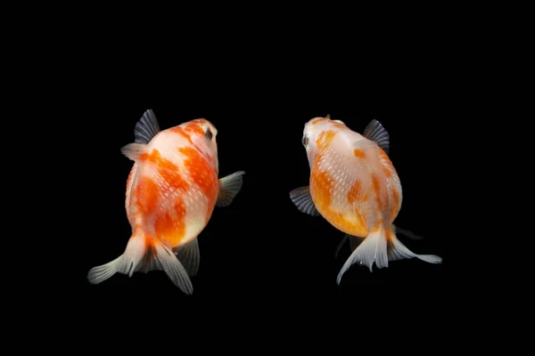 Fantasia Pearlscale Goldfish Isolado Fundo Preto — Fotografia de Stock