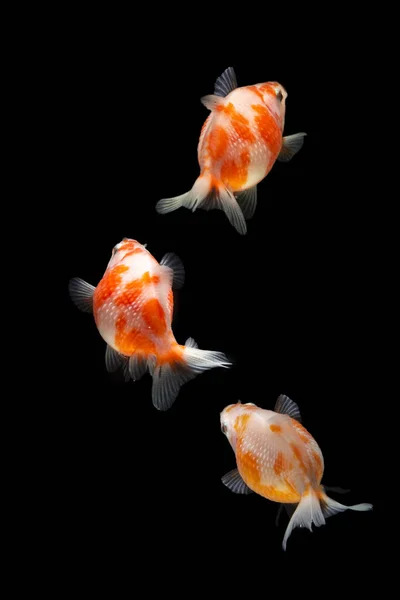 Fantasia Pearlscale Goldfish Isolado Fundo Preto — Fotografia de Stock