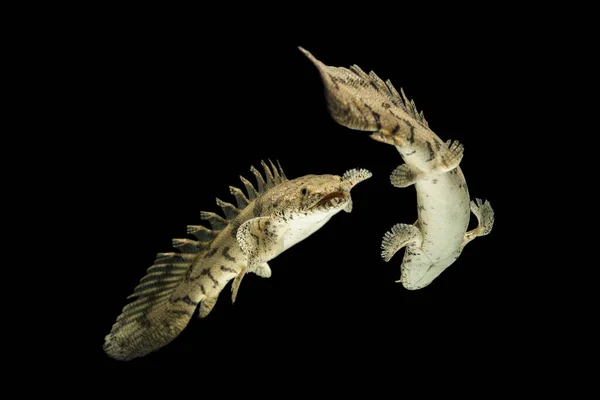 Polypterus Endlicheri Bichir Fish Uma Espécie Peixe Água Doce Família — Fotografia de Stock