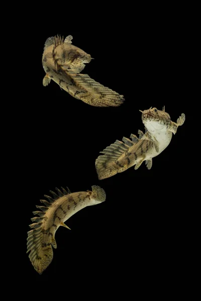 Polypterus Bichir Fish Вид Прісноводних Риб Родині Біхірів Polypteridae Порядку — стокове фото