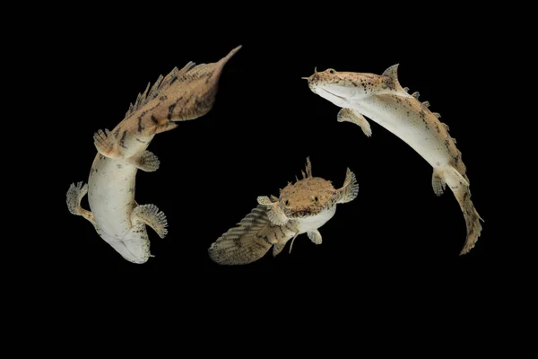 Polypterus Endlicheri Bichir Fish Uma Espécie Peixe Água Doce Família — Fotografia de Stock