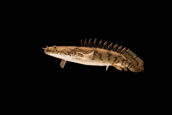 Polypterus Endlicheri Een Straalvinnige Vissensoort Uit Familie Van Eigenlijke Karpers — Stockfoto