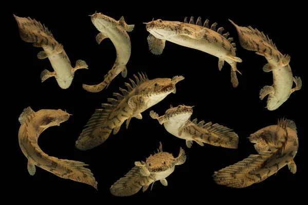 Polypterus Endlicheri Een Straalvinnige Vissensoort Uit Familie Van Eigenlijke Karpers — Stockfoto