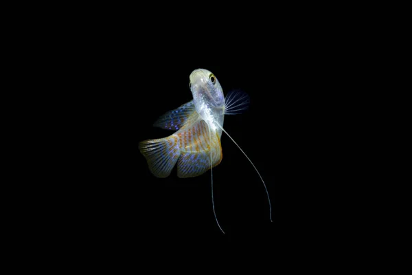 Gourami Nain Colisa Lalia Isolé Sur Fond Noir — Photo