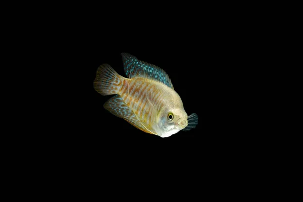 Gourami Enano Colisa Lalia Aislado Sobre Fondo Negro —  Fotos de Stock