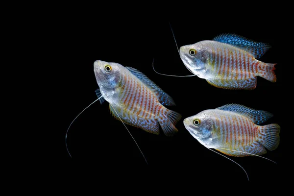 Siyah Zemin Üzerinde Cüce Gourami Colisa Lalia Izole — Stok fotoğraf